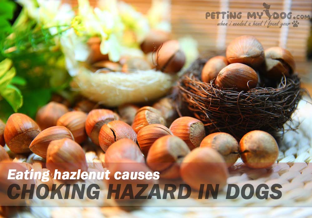 Eating hazelnut causes choking hazard in dogs know more at pettingmydog.com