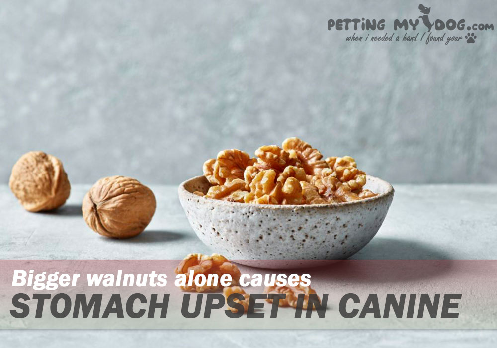 Ingesting walnut causes stomach irritation in Dogs know more at pettingmydog.com