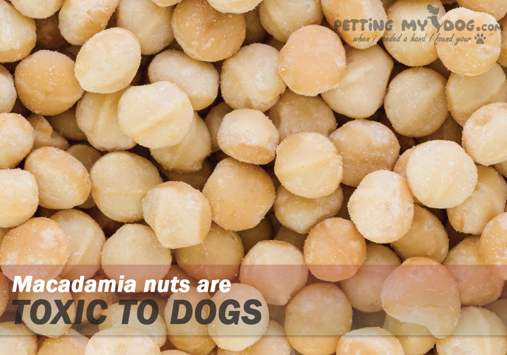 Macadamia nuts are toxic to Dogs know more at pettingmydog.com