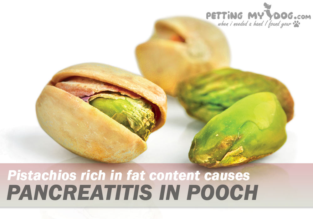 Pistachios rich in fat content causes pancreatitis in pooch know more at pettingmydog.com