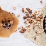 What nuts are bad for dogs know more at pettingmydog.com