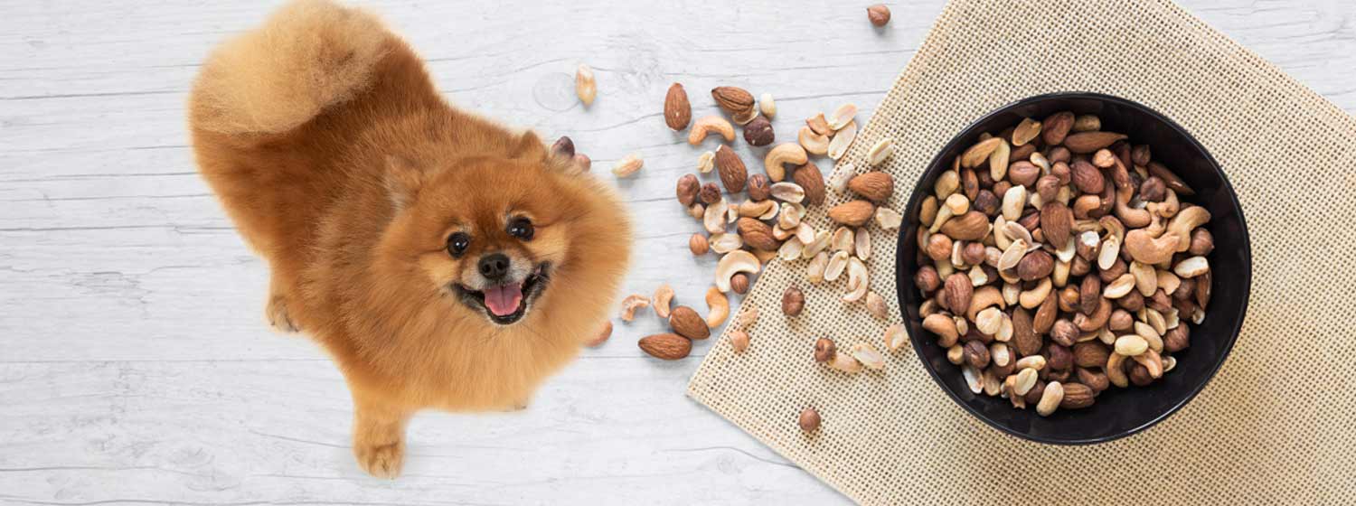 What nuts are bad for dogs know more at pettingmydog.com