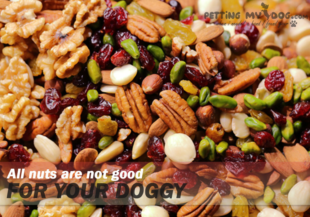all nuts are not good for doggy health know more at pettingmydog.com