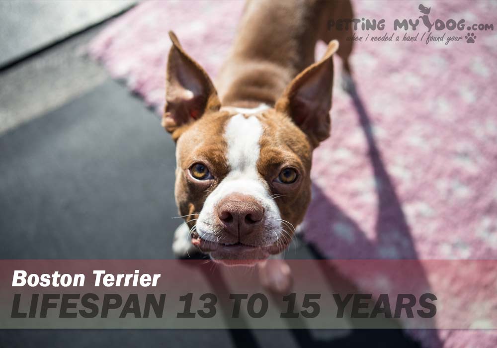 Boston Terrier dog average lifespan is 13 to 15 years know more at pettingmydog.com