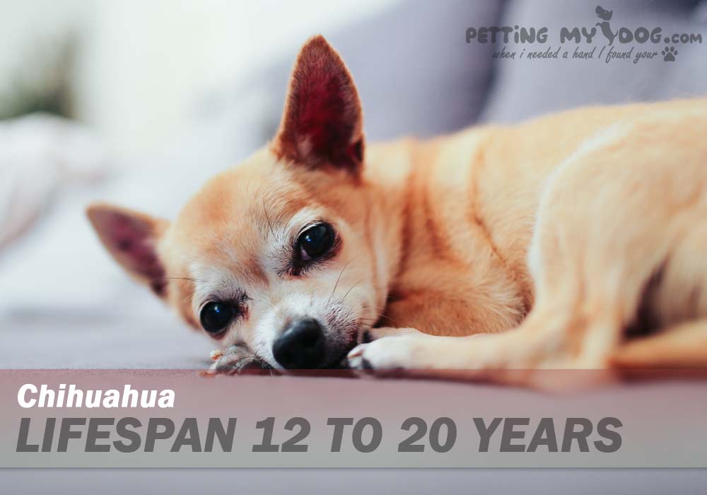Chihuahua Dogs average lifespan is 12 to 20 years know more at pettingmydog.com