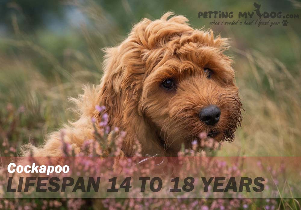Cockapoo dog average lifespan is 14 to 18 years know more at pettingmydog.com