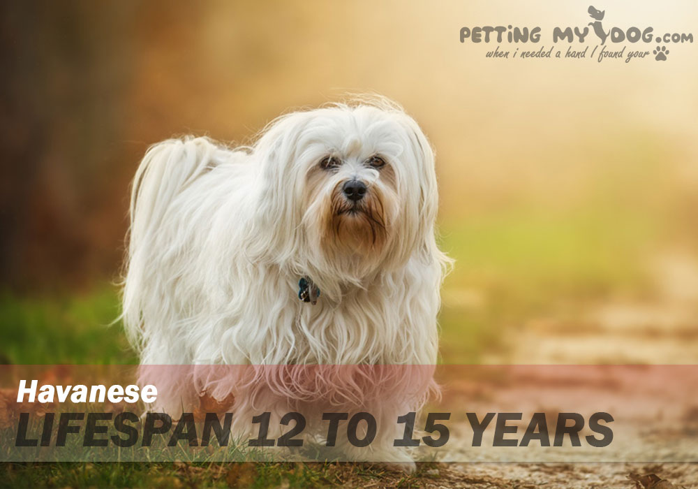 Havanese dog average lifespan is 12 to 15 years know more at pettingmydog.com