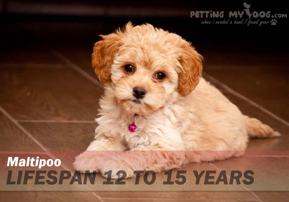 Maltipoo dog average lifespan is 12 to 15 years know more at pettingmydog.com