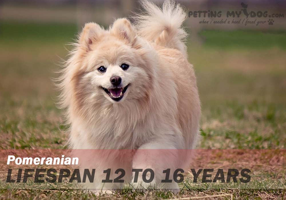 Pomeranian dog average lifespan is 12 to 16 years know more at pettingmydog.com