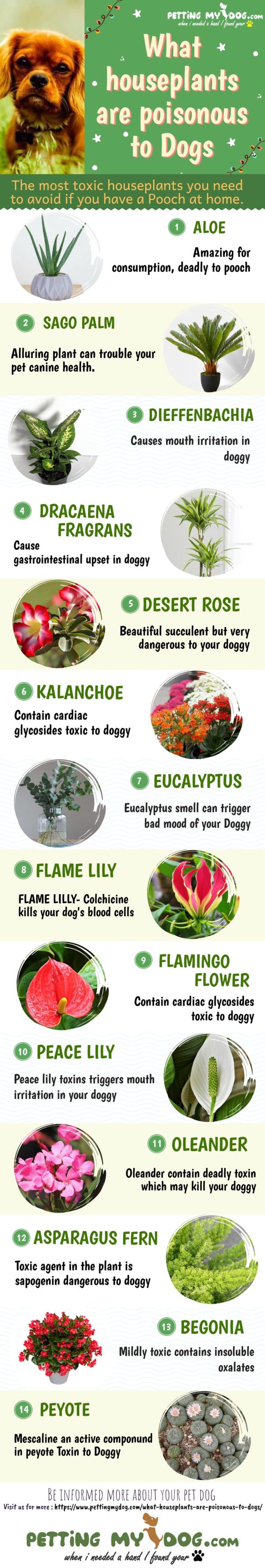 What Houseplants Are Poisonous To Dogs