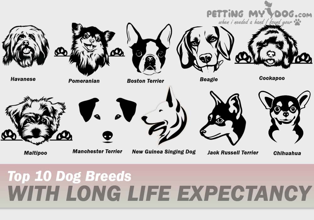 Top 10 Dog Breeds with long life expectancy. Check out the lifespan of Dog