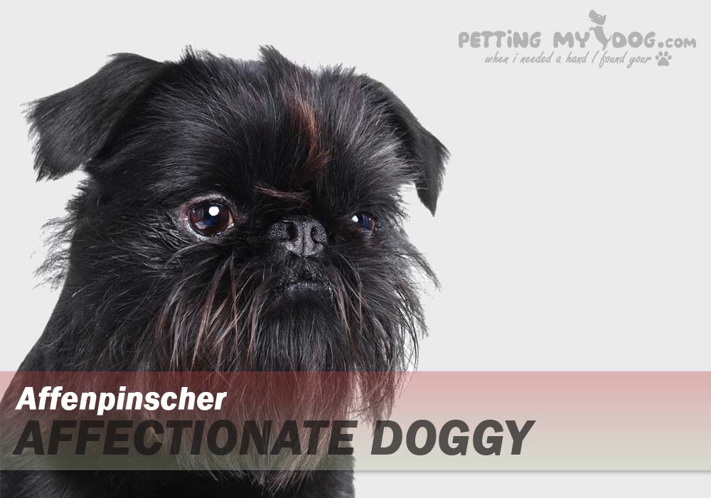 Affenpinscher best breed for emotional support know more at pettingmydog