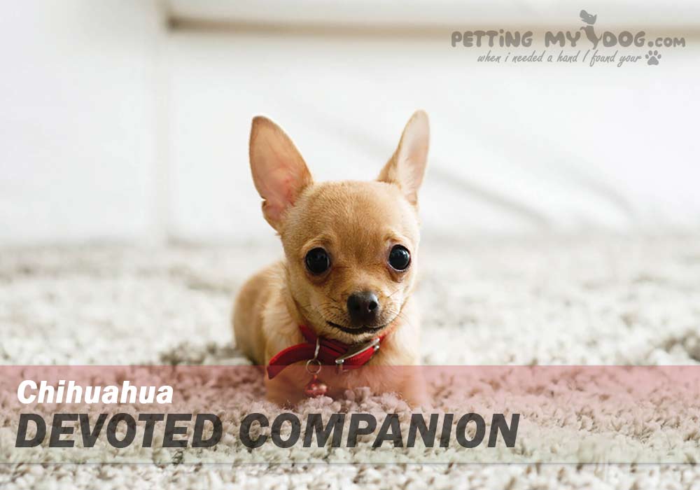 Chihuahua best breed for emotional support know more at pettingmydog.com