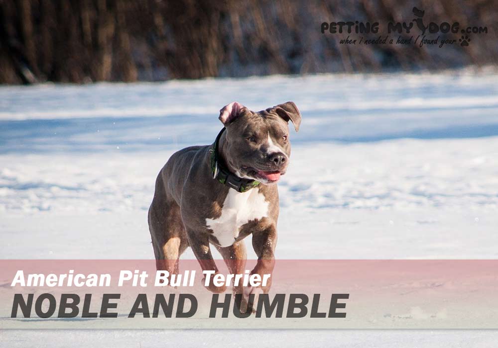 american pit bull terrier best breed for emotional support know more at pettingmydog.com