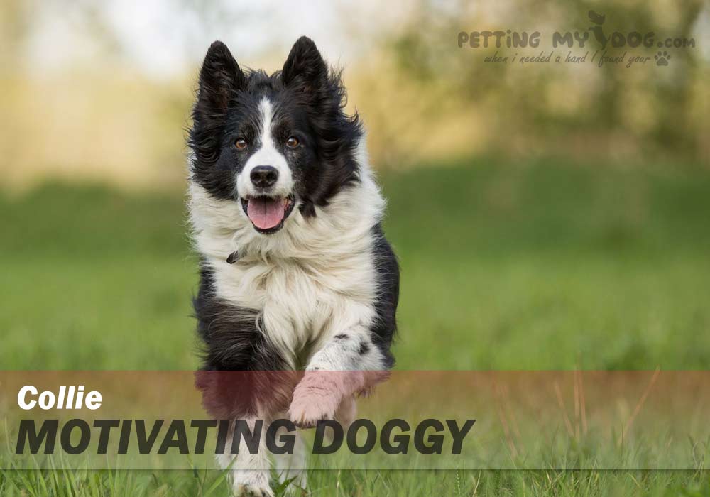 collie best breed for emotional support know more at pettingmydog.com