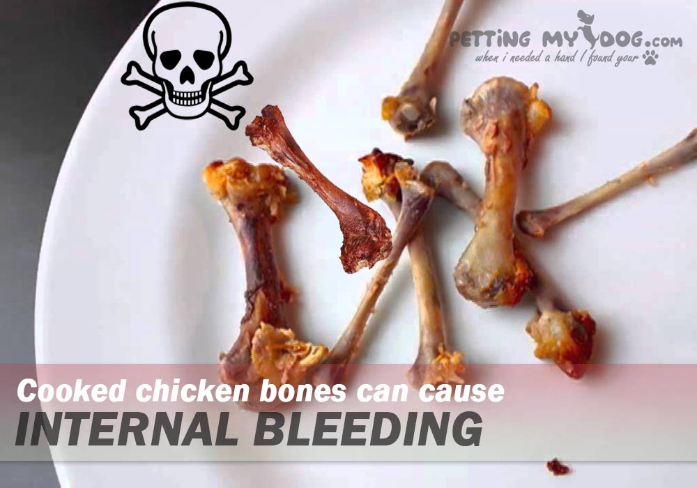 cooked chicken bones can cause internal bleeding and blockage know more at ettingmydog.com