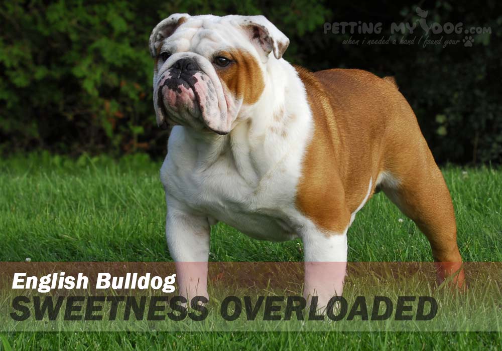 english bulldog best breed for emotional support know more at pettingmydog.com