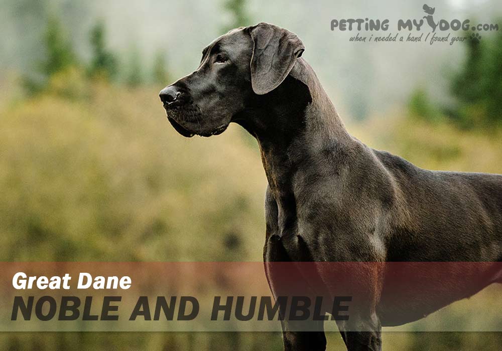 great dane best breed for emotional support know more at pettingmydog.com