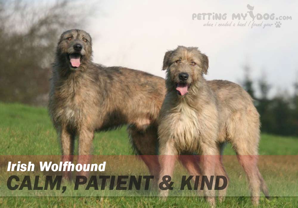 irish wolfhound best breed for emotional support know more at pettingmydog