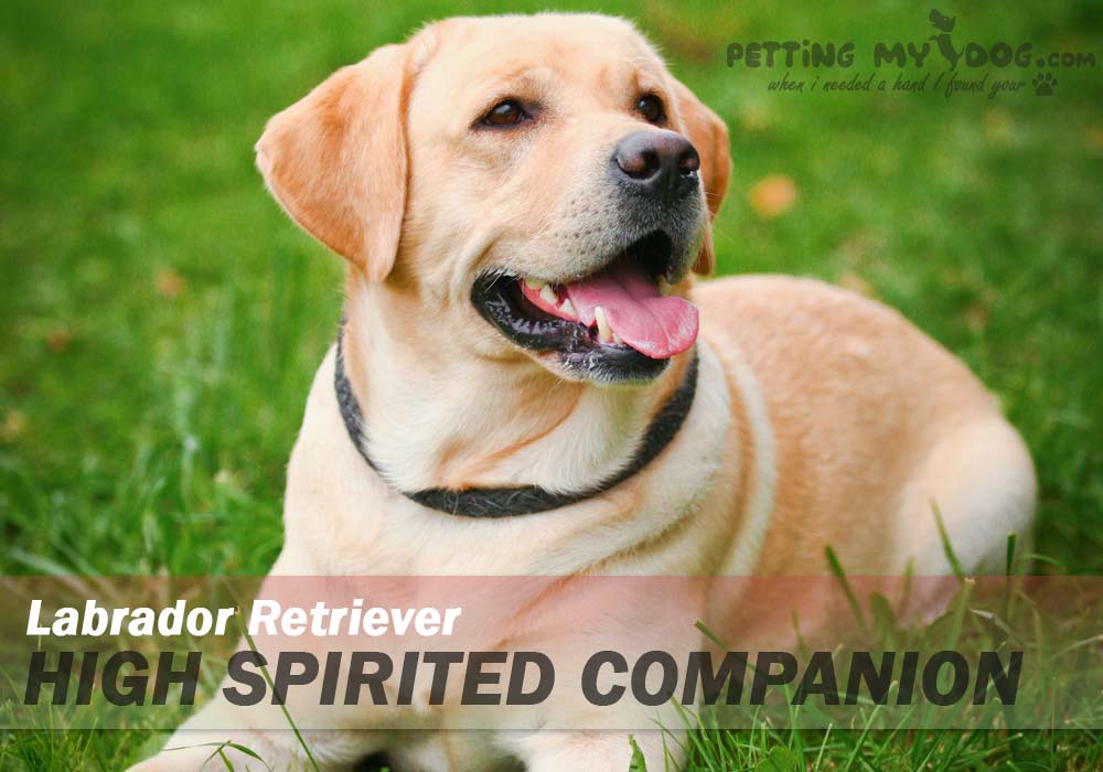labrador retriever best breed for emotional support know more at pettingmydog.com.