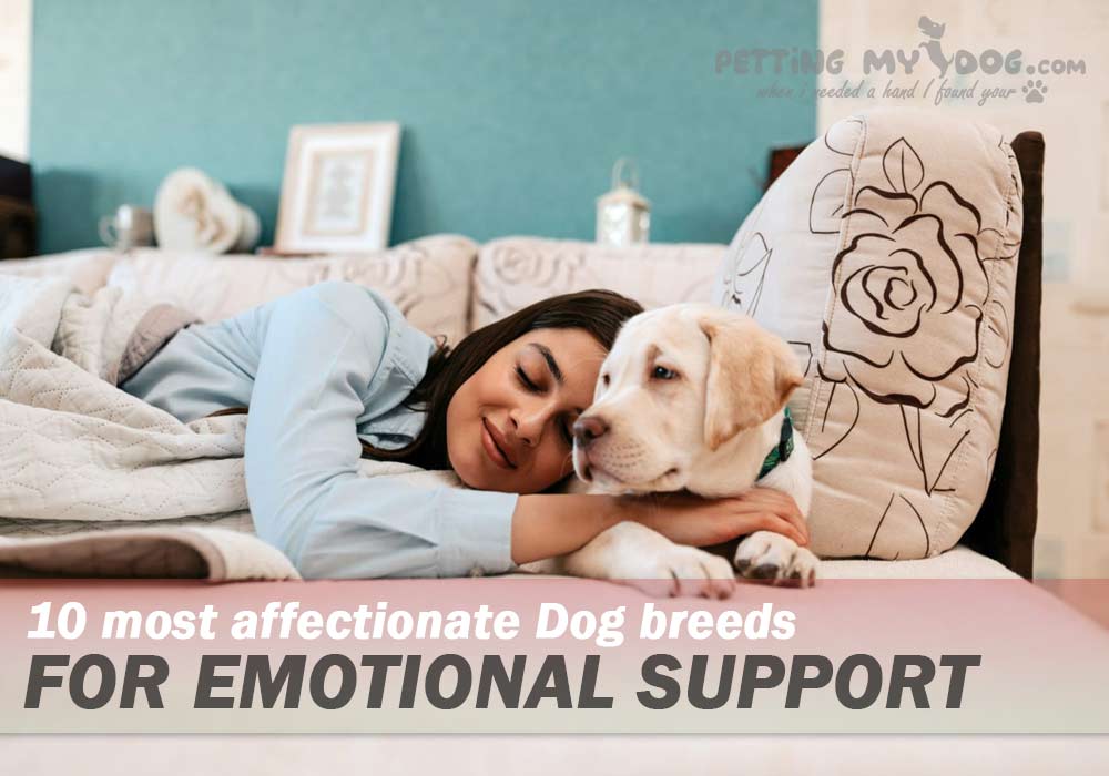 most affectionate dog breeds for emotional support know more t pettingmydog.com