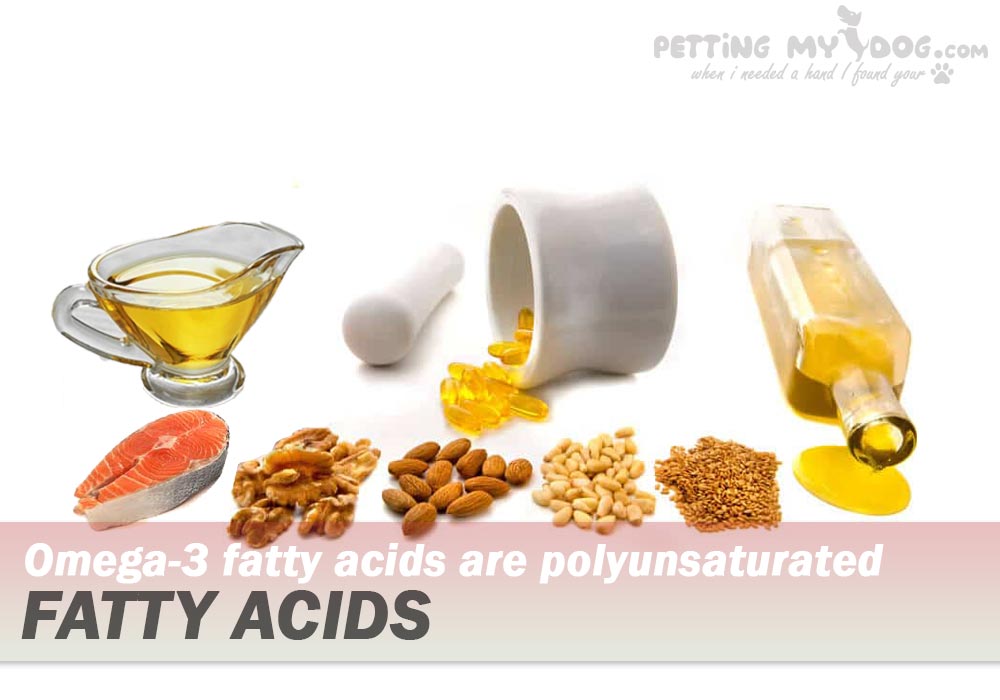 Omega-3 fatty acids are necessary for Dogs know more at pettingmydog.com