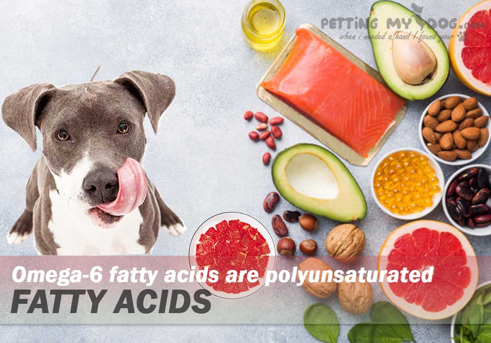 Omega-6 fatty acids are necessary for Dogs know more at pettingmydog.com