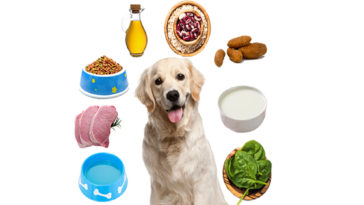 The nutritional requirement for your Dog
