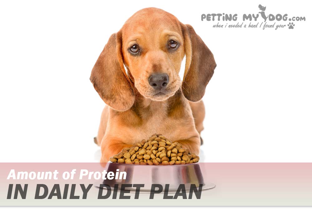 amount of protein to be added in everyday diet plan know more at pettingmydog.com