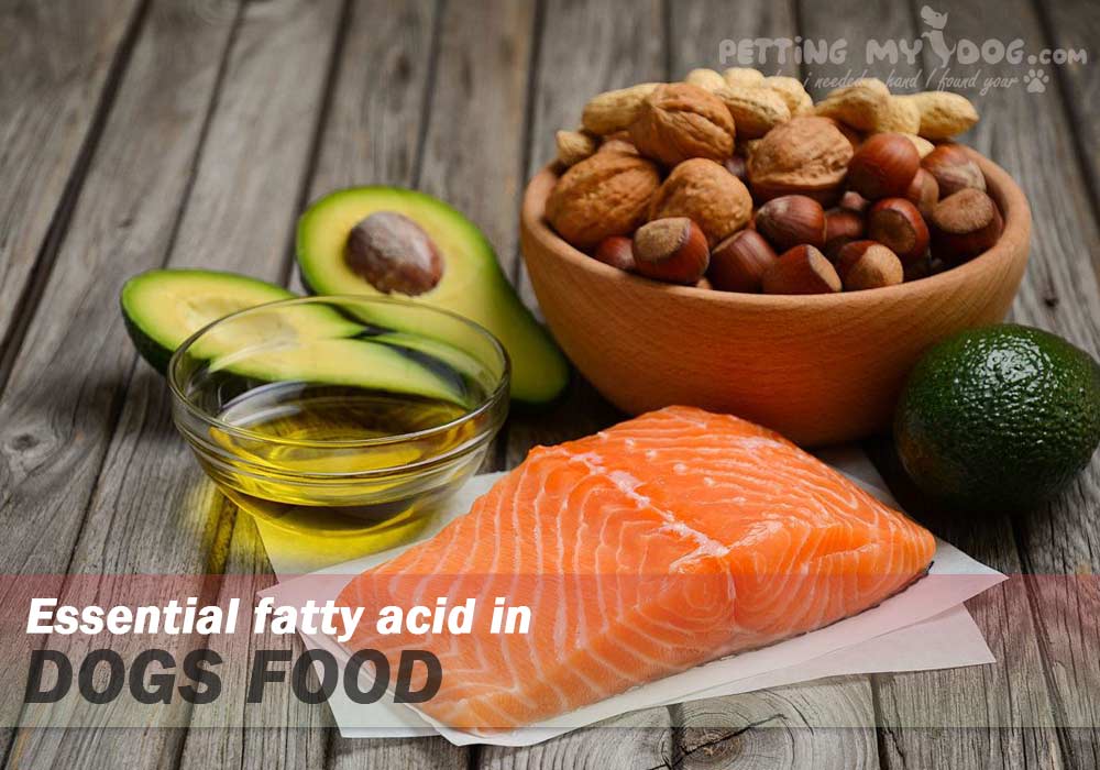 essential fatty acids in Dogs food know more at pettingmydog.com