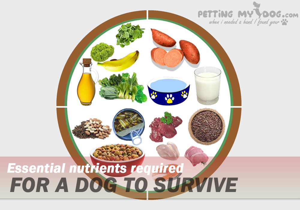 essential nutritional requirement for your Dog know more at pettingmydog.com