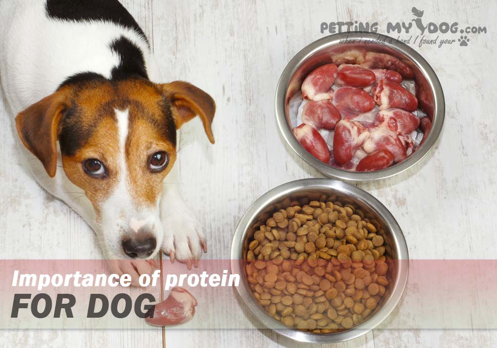 importance of protein for Dogs know more at pettingmydog