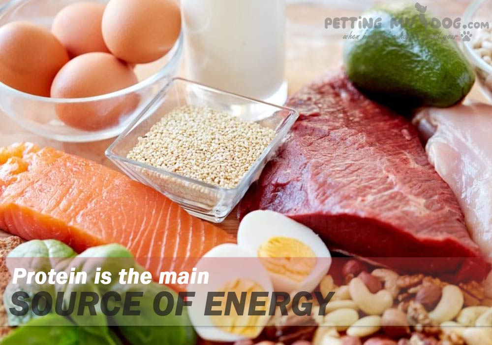 protein is an essential nutritional requirement for your Dog know more at pettingmydog.com