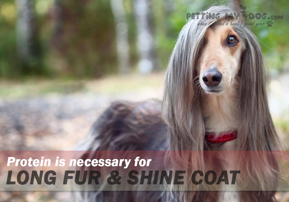 protein is necessary for long  fur and shine coat know more at pettingmydog.com