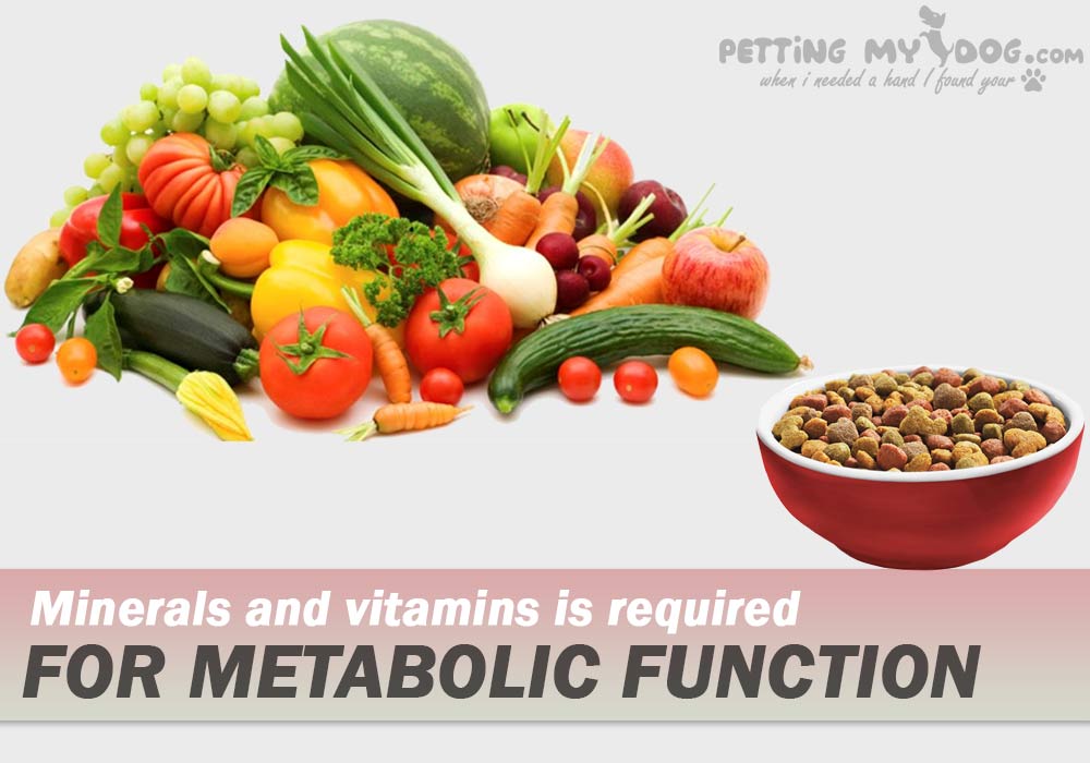 vitamin and minerals are essential nutritional requirement for your Dog know more at pettingmydog.com