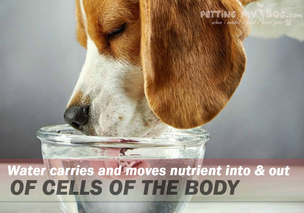 water an essential nutritional requirement for your Dog know more at pettingmydog.com