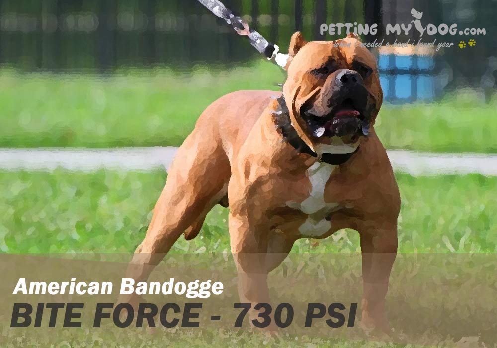 American Bandogge Dog bite force is 730 PSI