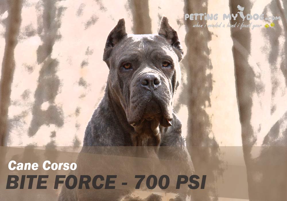 Cane Corso Dog bite force is 700 PSI