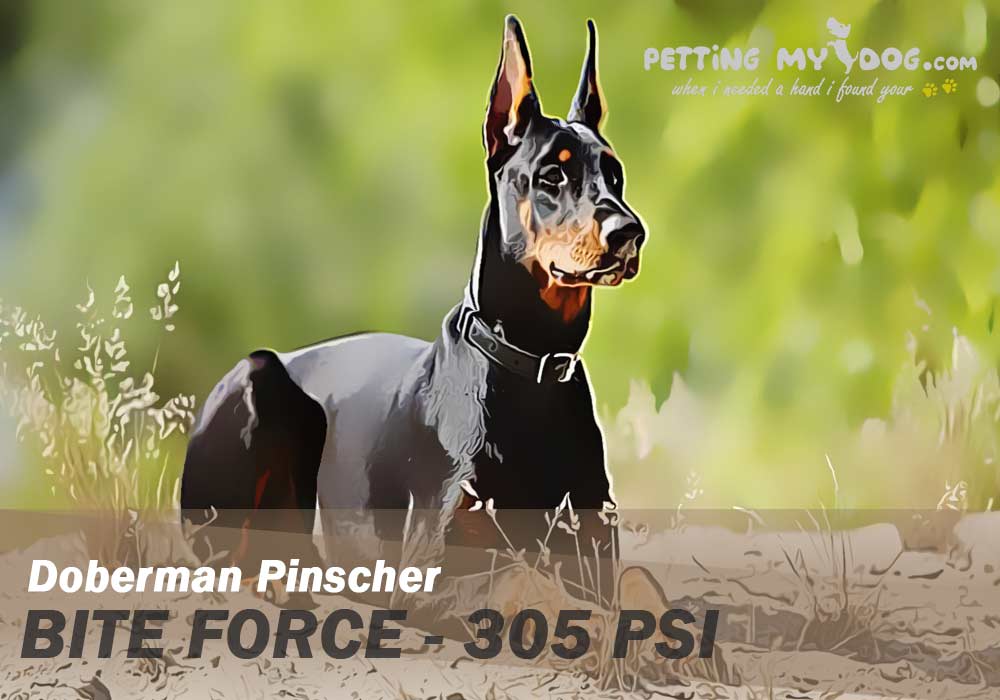Doberman Pinscher force 305 PSI