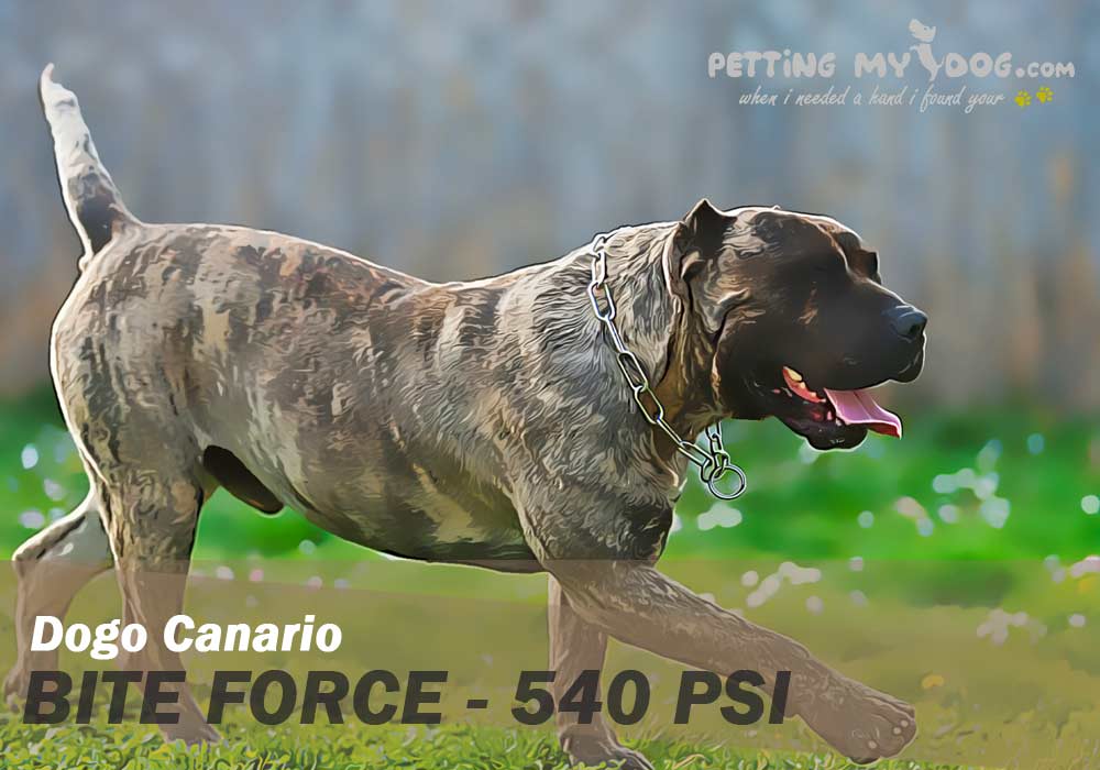 Dogo Canario bite force 540 PSI