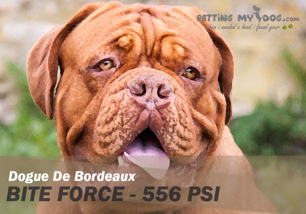 Dogue De Bordeaux Dog bite force is 556 PSI