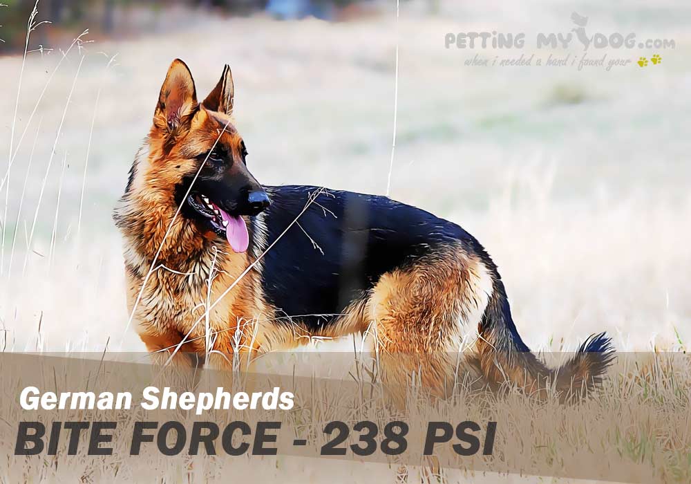 German shepherds force 238 PSI