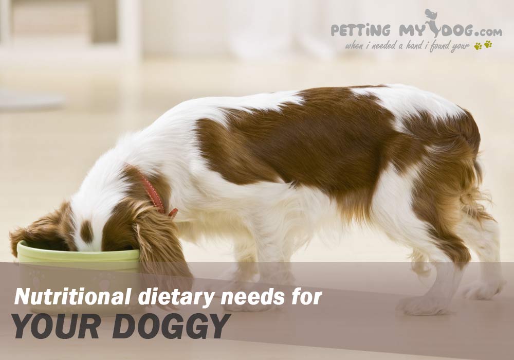Nutritional dietary needs for your dog