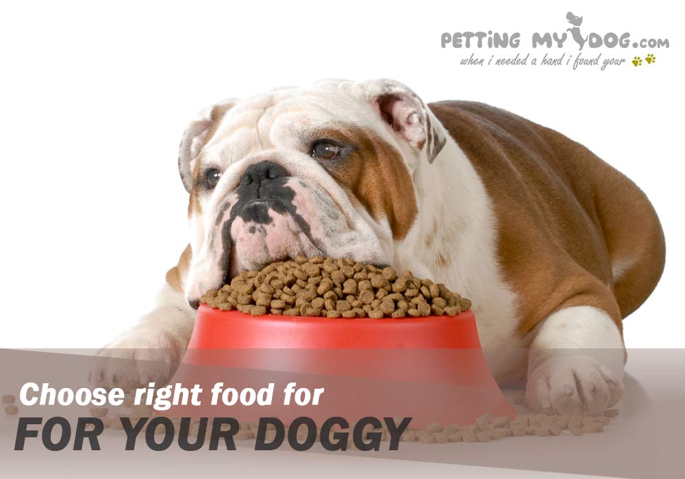 how to choose Dog food for your Doggy