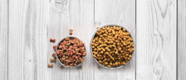 how to choose Dog food know more at pettingmydog.com.
