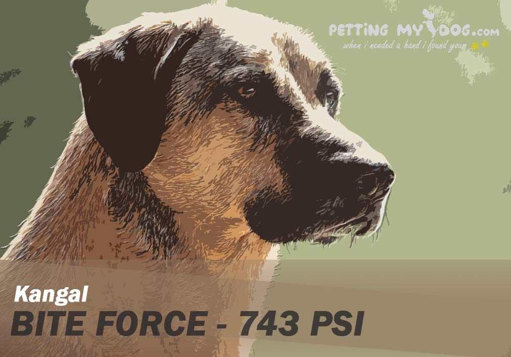 kangal Dog bite force is 743 PSI