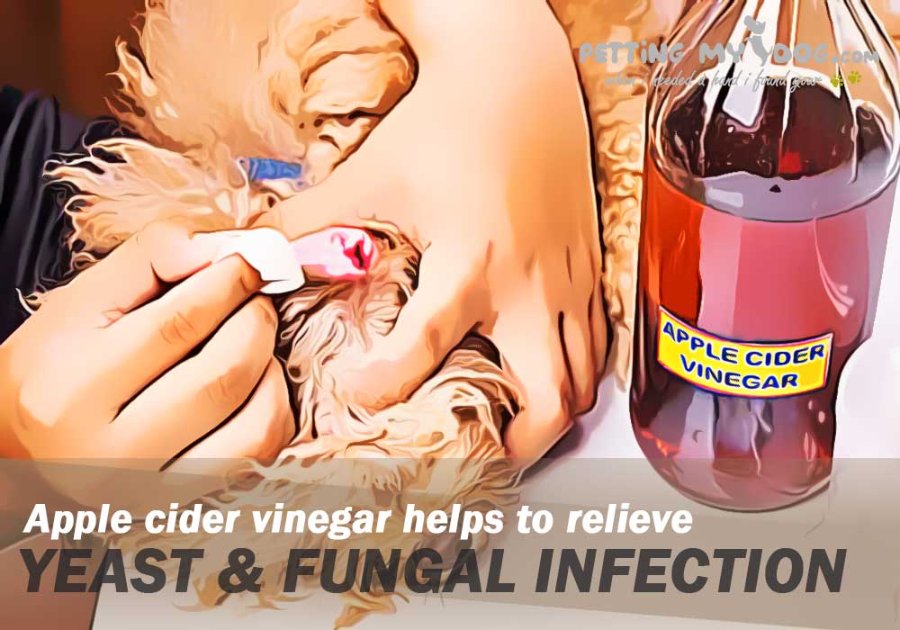 Apple cider vinegar helps to relieve yeast and fungal infection know more at pettingmydog.com