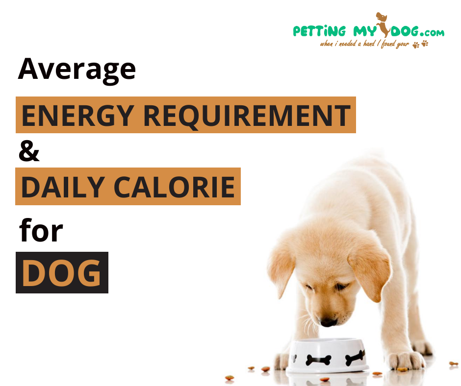 Average daily calorie and energy requirement for Dog