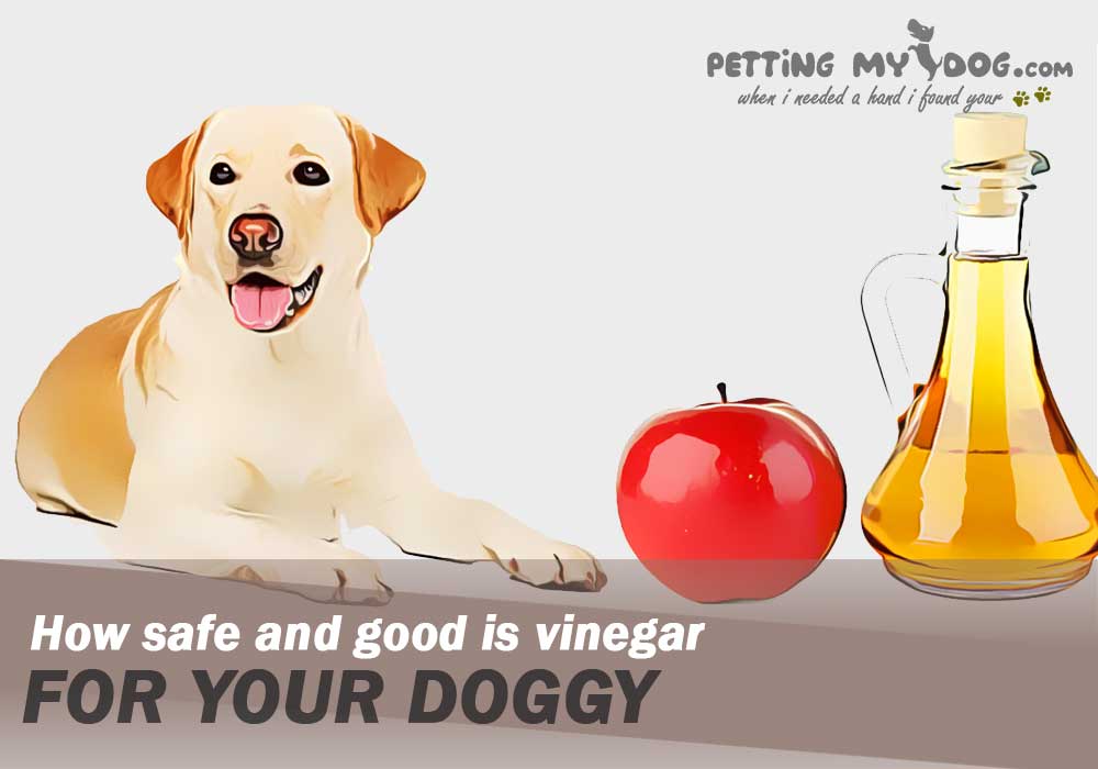 How safe and good is vinegar for your Dog