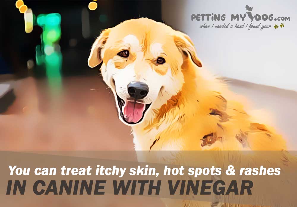 You can treat itchy skin, hot spots & rashes in canine with vinegar